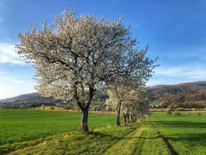 Ferienwohnung Werrablick Hedemünden - Gartenbenutzung mit Grill - WLAN