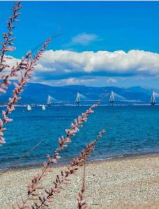 Mare Mare Thalassa A