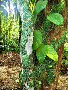 2 bedroom beachside villa