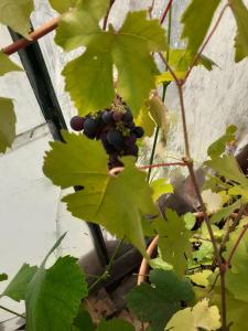 Grove House Country Rooms