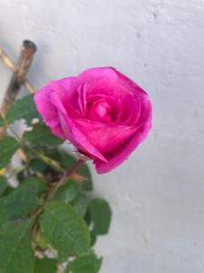 Coastal Joy - Room 4