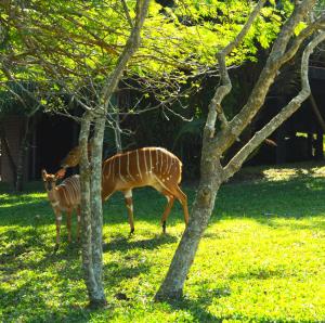 Sodwana Bay Lodge House 58