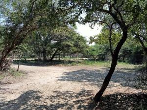 MotlĂ´pi At Kruger
