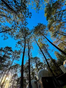 Luahara Glamping Tapalpa - Domo Natural Experience