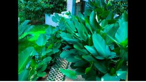 Alina Farm Resort- Two Bedroom Villa