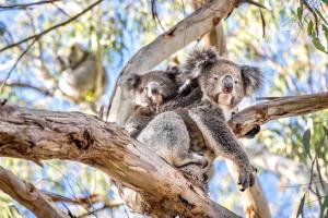 Dune Escape - beach tranquility
