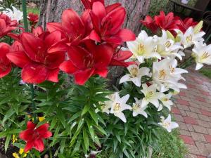 Уютный домик в дзинтари