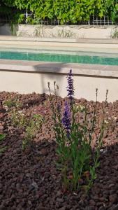 Maisons de vacances Magnifique maison provencale haut standing avec piscine, jardins, garages fermes : photos des chambres