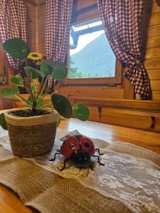 Cottage Ladybug
