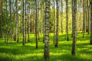 Dom Gościnny Stara Szkoła