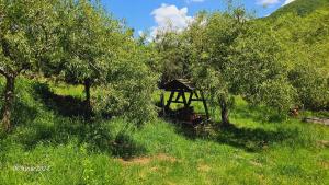 PENSIUNEA IZVORUL BUCURIEI