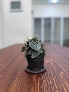 House in Bangkok, Sukhumvit Line BTS