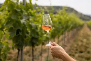 Ve Vinici - Jevišovka