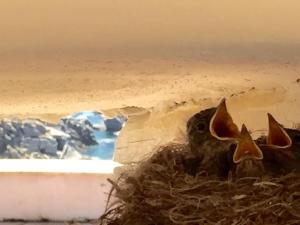 Villa Bianca, piscina e panorama img32