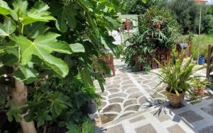 Afionas Das Grüne Haus