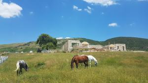 Saffron House Nivica