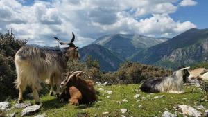 Saffron House Nivica