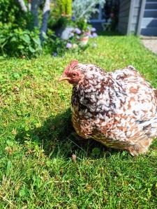 La Fremille T2 - 1br - 400m gare Versailles Paris - Piscine Terrasse Parking