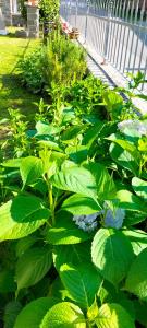 Casa Irene per famiglie e gruppi con piscina