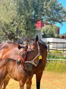 Emirsoy Harası - 塞费里希萨尔