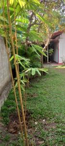 Vibe Ceylon Home Stay