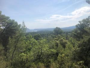 les lauriers de Joelle