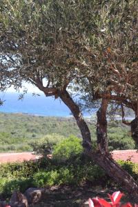Villages vacances Residence U Pirellu : photos des chambres