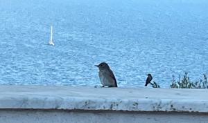 Villa Bianca, piscina e panorama img47