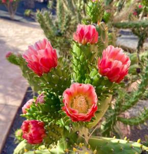 Fuerteventura Apartments Corralejo