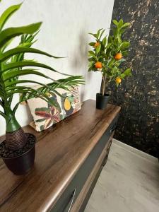 Appartements Le Tropical Home : photos des chambres