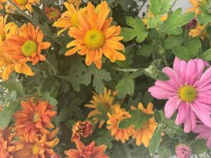 Dolce Vita - In the heart of Lefkada - Lefkada BnB