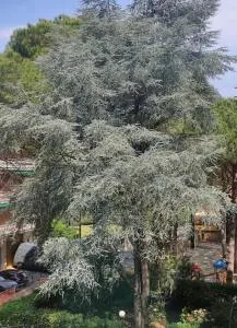 Casa rosa - 3 bdrms - 5 mins walk from the beach - باراجي