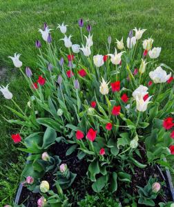 Kolmårdstorpet Blomsätter