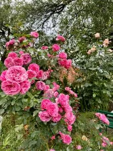 Sarajevo Flower Garden - Hotonj