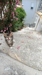 Ammoudeli Coastal Escape