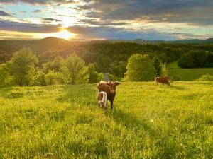 Zerko Holiday Home - Vineyard Chalet With Sauna and Jacuzzi FREE