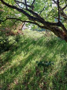 Treetops - Bright 2 Bed Flat - Super Location