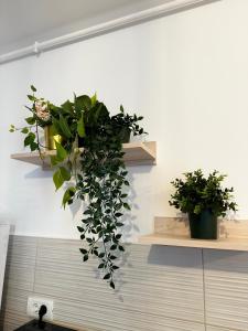 EVRA APARTMENTS Royal 2