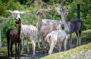 Alpaka Haus Sanssouci Tanne Oberharz