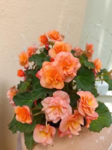 Ferienwohnung Forest & Wein