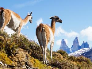 Ladrilleros 105, Puerto Natales, Chile.