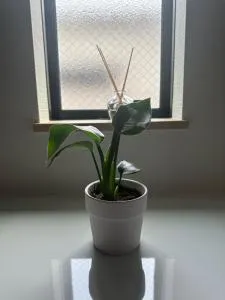 桜の旅 - Koshigaya