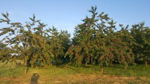 Ferme fruitière zéro traitement