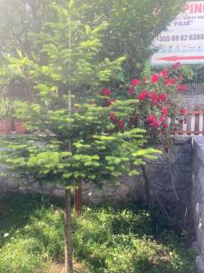 Paja Guesthouse - Camping