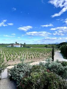 Maison au coeur des vignes