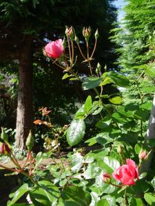 Maisons de vacances Gite La Rose Jacuzzi Nordique : photos des chambres