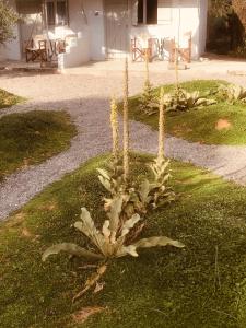 Barreira Beachfront Rooms 7