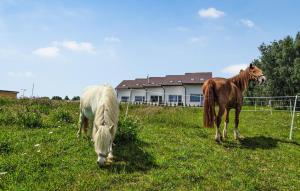 Cozy Apartment In Dobrzyca With Wifi