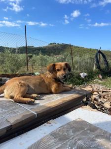 Ambelas Guest Rooms 6