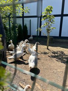 Domki letniskowe nad morzem